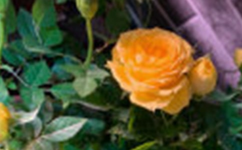 Ӥ��õ���ʶ ��Ӥ��õ���������