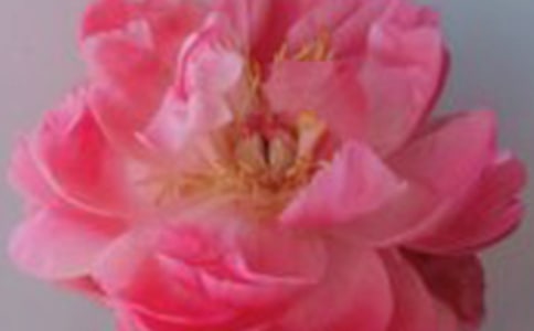 õ�徫�ͺ�޹�²ݾ��͵����ù�Ч������