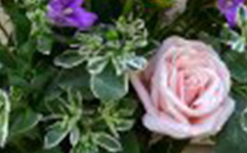 �й�õ�廨����¼