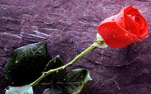 大班语言教案《开满玫瑰花的院子》