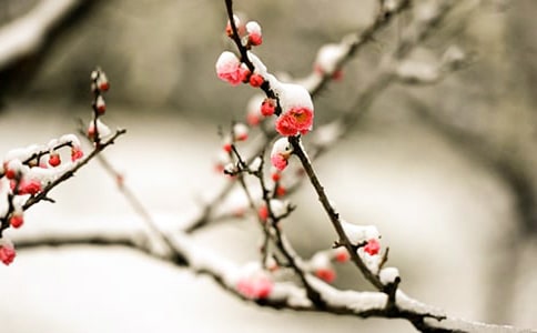 ������ԡ�÷�����̰�