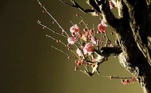 ÷��ԭ������