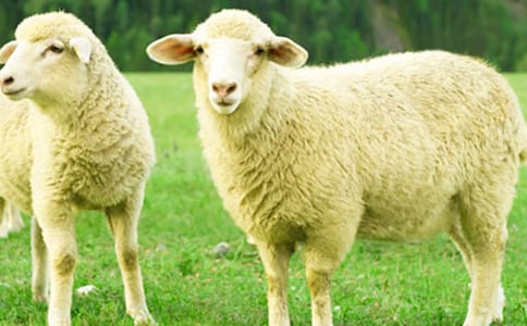 С������˼