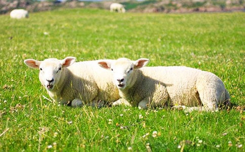 ������ֳ��������ͬ