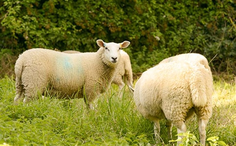 小班教案绵羊15篇