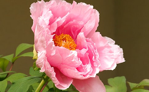 和令狐相公别牡丹原文及赏析