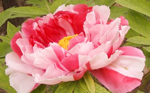 ĵ��Ƥ�Ĺ�Ч������ʲô