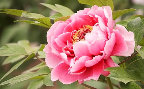 �Ѿ�Թ��ĵ��ԭ�ķ��뼰����