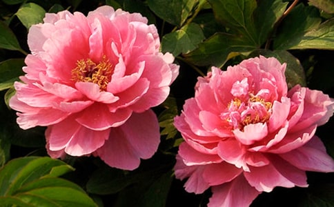 ĵ�����̼۸��ͼƬ