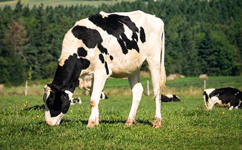 ��ţ����Ӧ��������ش�ʩ