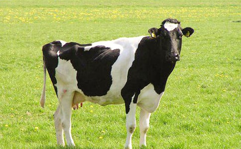 ��ţ�㲡�ۺϷ��ش�ʩ