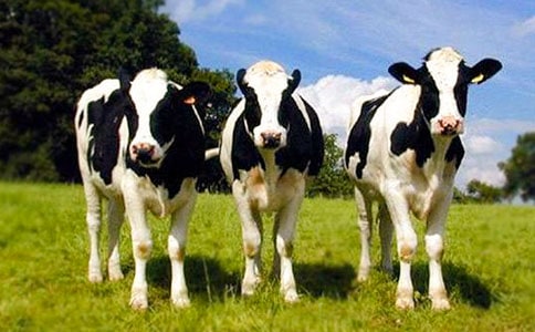 重庆市奶牛草料订购合同