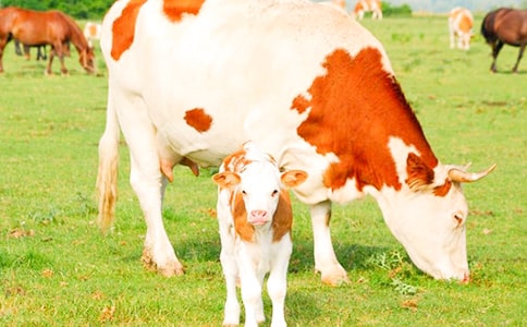 ��ѧ�����л��ţ�����˼