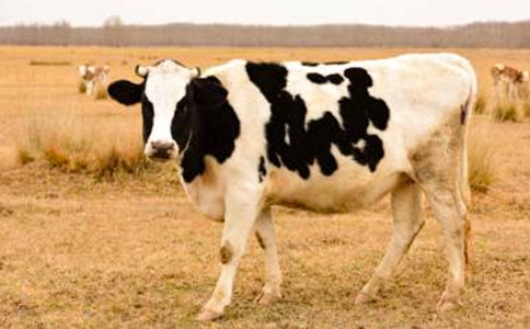 ��ţС��������ȫ�ƶ�