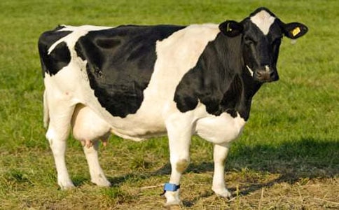 ������ţƷ�ָ������б���