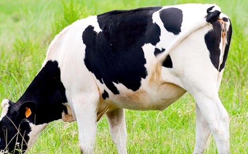 ��������ţ�̰�