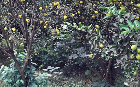 ũ������ס�Ǽ��ƶ�