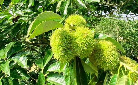 ũ���ֺ���Э��