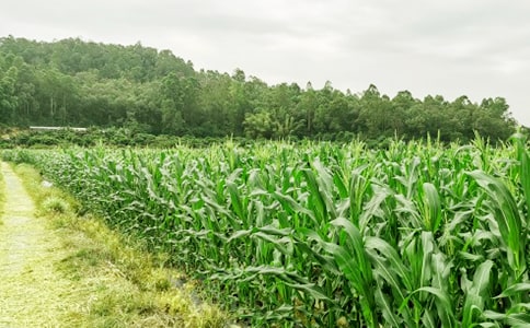 �Ž�ũ���ֻ�߻�����