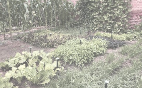 农作物种子购买合同