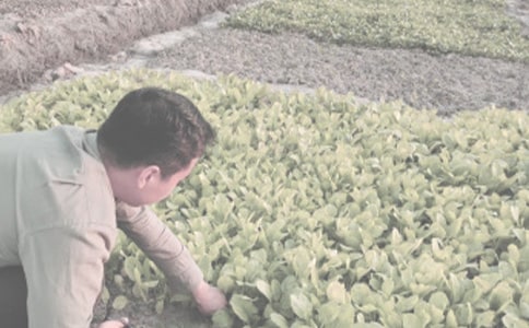 ��Ҫũ����Ʒ���󶨰취���������