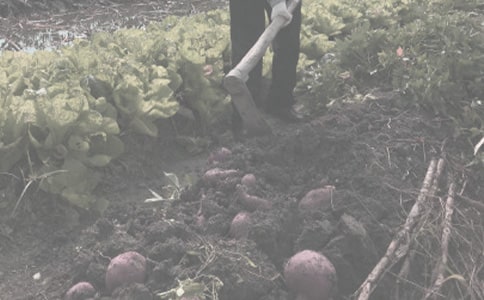 【实用】农作物种合同三篇