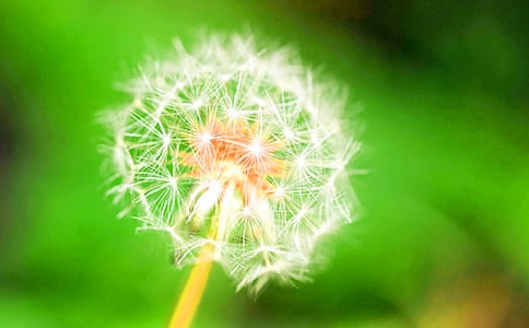 蒲公英旅行记教案