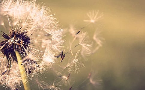 蒲公英的功效与作用及食用方法