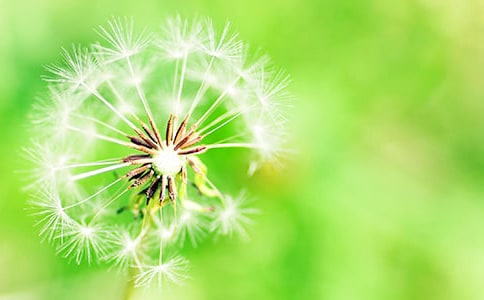 蒲公英的作用与功效