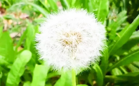 《蒲公英》教案