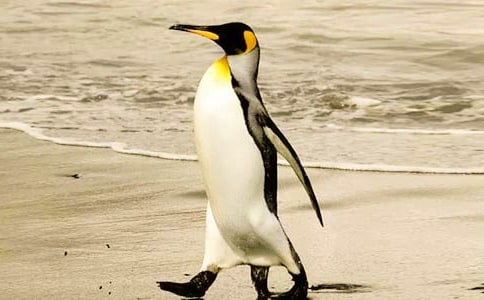 �а��ѧ�̰�������Ŷ�