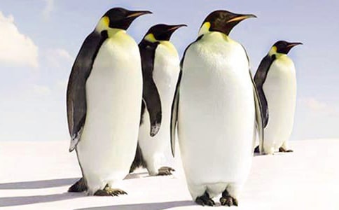 《我和企鹅》教案