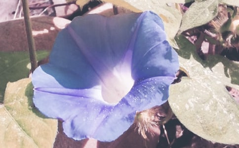 大班科学活动方案牵牛花