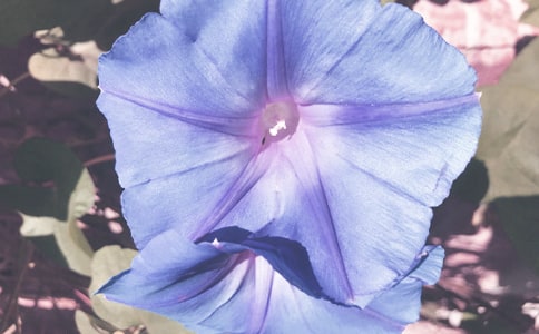 ������ʺ�ǣţ�����̰�