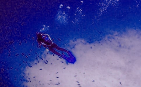 ����Ǳˮ����ͬ