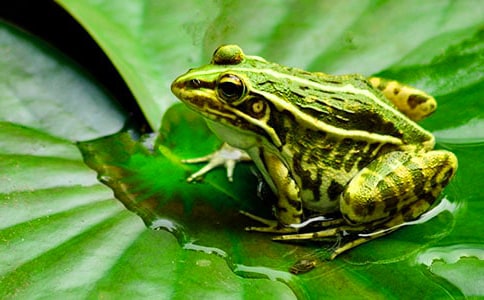 《小青蛙》教案14篇