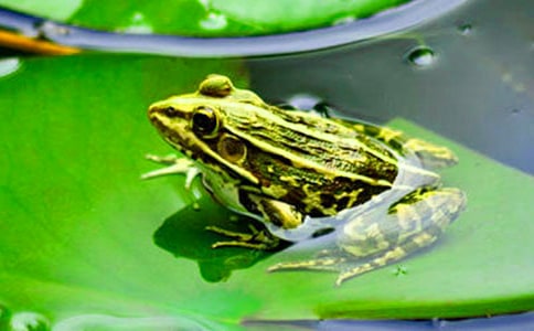 С�����Ҽ�С��̰�