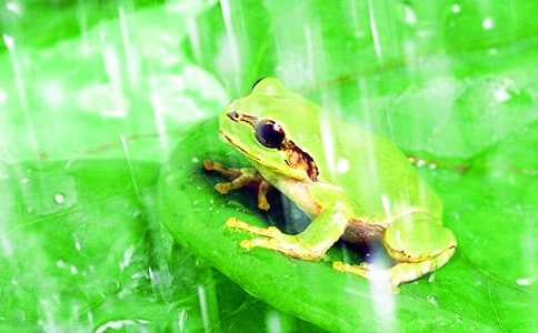 �а�С���ܸ����̰�