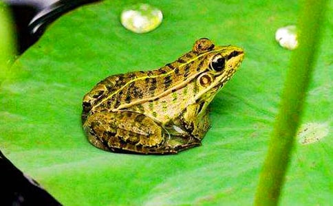 ��С���ܡ��̰�6ƪ