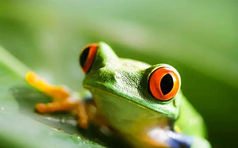 ��С����׽���桷���̰�