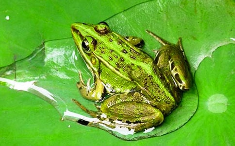 �¸ҵ�С���̰ܽ�