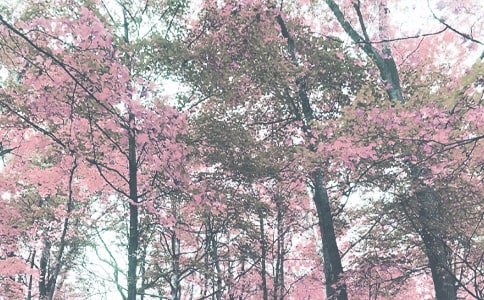 �＾������ܽ�