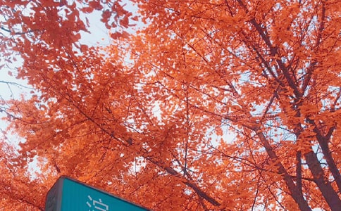 御街行·秋日怀旧原文、翻译注释及赏析