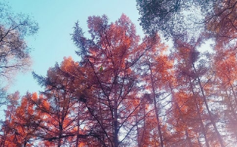 秋日登吴公台上寺远眺原文及赏析