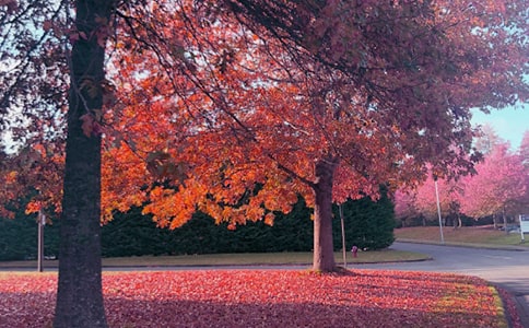 ����ʫԭ�ġ�����ע�ͼ�����