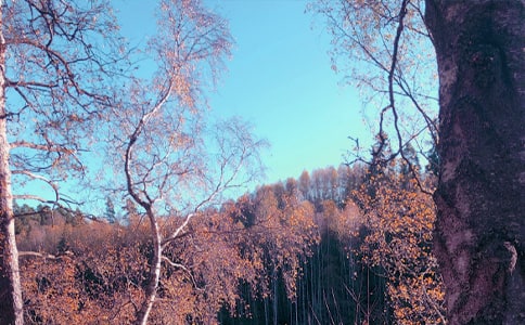 秋日原文及赏析