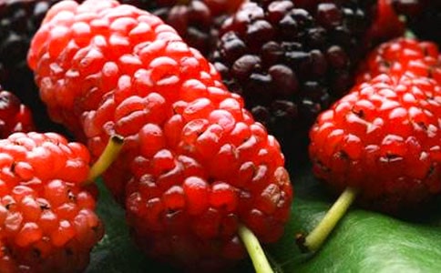 桑葚的营养价值与功效