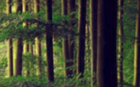 ɭ�ַ�������㱨����