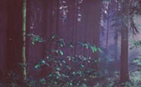 ɭ�ַ���Ӧ��Ԥ��12ƪ