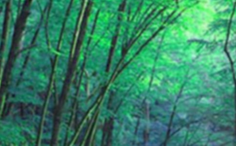 ɭ�ַ�������㱨15ƪ